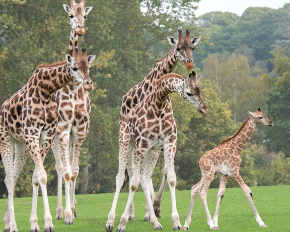 Safari