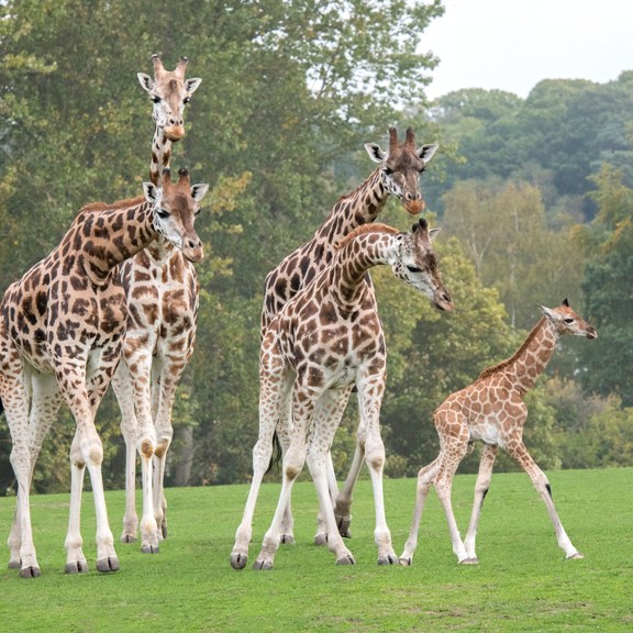 Safari